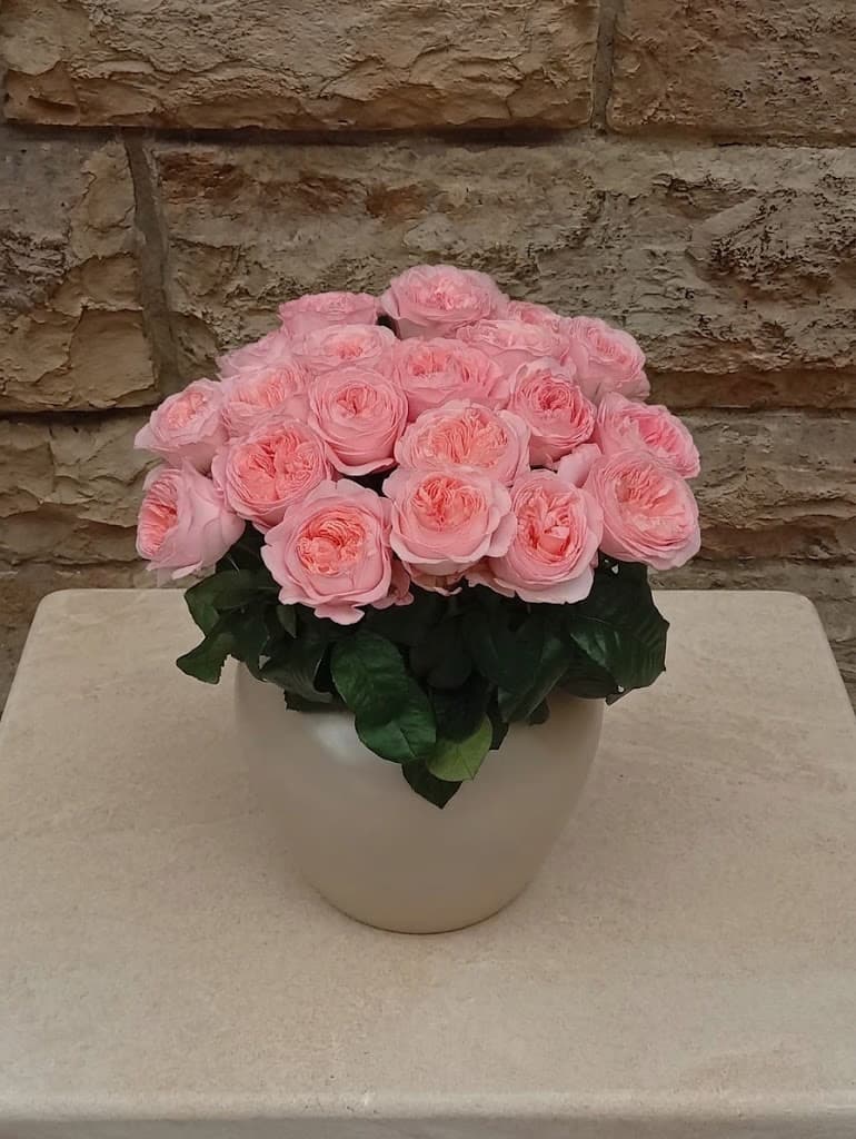 "Juliet" Peony Garden Rose 