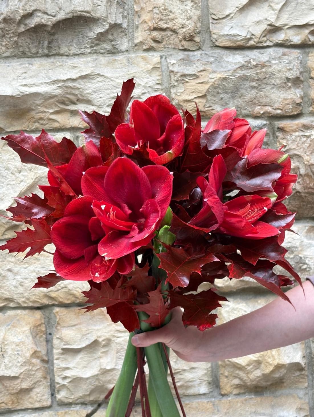 Elegant Amaryllis (Seasonal Edition)
