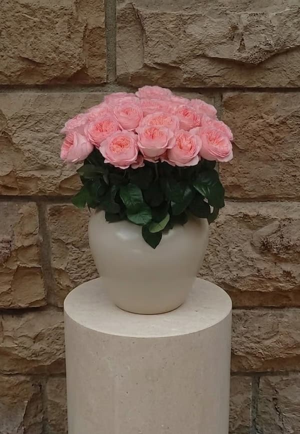 "Juliet" Peony Garden Rose