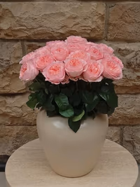 "Juliet" Peony Garden Rose