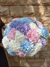 Hydrangea Mono Classic