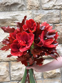 Elegant Amaryllis (Seasonal Edition)